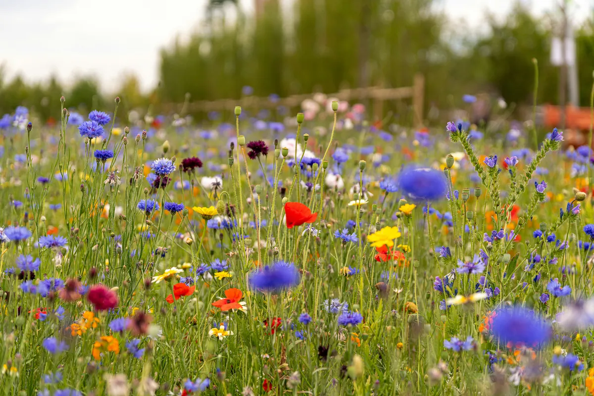 Prato fiorito con mille fiori