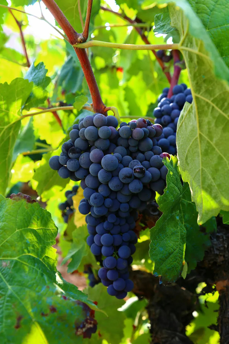 Grappolo di uva nera ancora sulla pianta.